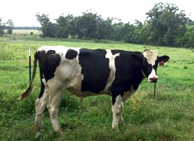 dairy cattle for sale in louisiana